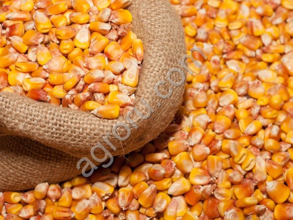 Зерно кукурузы