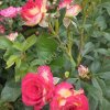 Саженцы роз