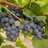 Виноград Молдова