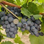 Виноград Молдова