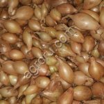 Лук севок озимых сортов лука репчатого