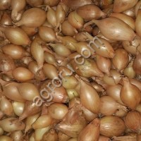 Лук севок озимых сортов лука репчатого