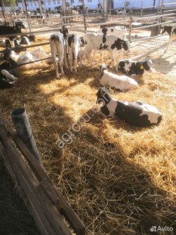 Телята бычки мясной породы. На откорм холмагоры