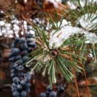 Амурский виноград