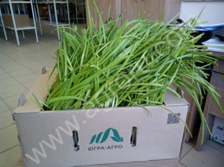 Зелень свежая