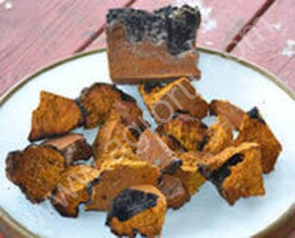 Березовый гриб чага