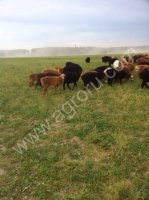 Овцы курдючные, на мясо и разведение