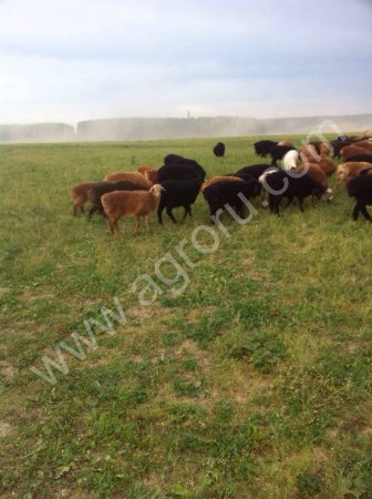 Овцы курдючные, на мясо и разведение