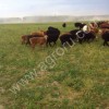 Овцы курдючные, на мясо и разведение