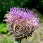 Семена и саженцы Левзеи сафлоровидной или Маральего корня.