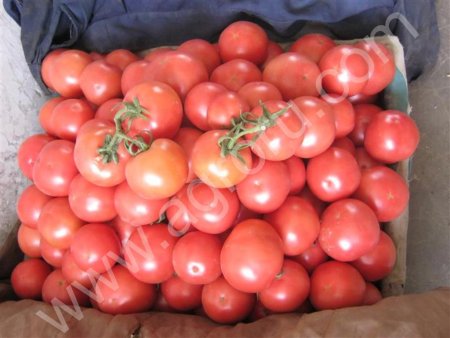 помидоры свежие опт