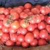 помидоры свежие опт