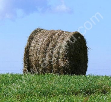 сено овсянное