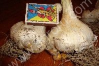 <strong>чеснок</strong> рокамболь