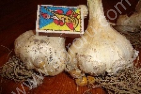 чеснок рокамболь