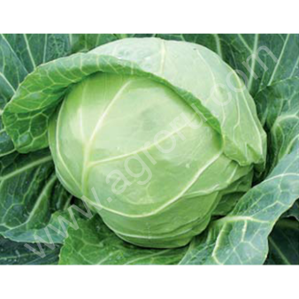 Капуста б/к молодая оптом
