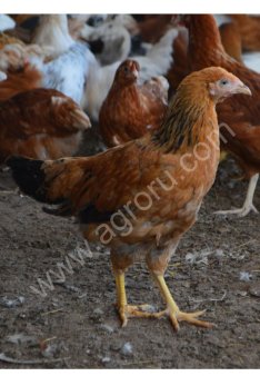 Кучинская Юбилейная