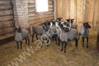 ягнята романовской породы на доращивание