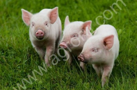 Поросята Крупной породы!