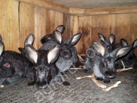 Серебристые