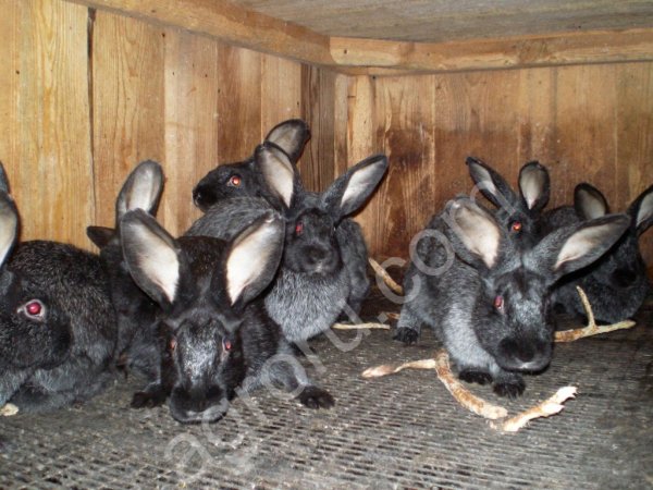 Серебристые