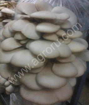 грибы вешенки