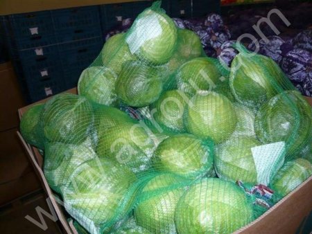 Капуста белокочанная