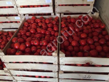 Помидор свежий охлажденный