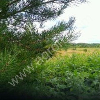 земля сельхозназначения