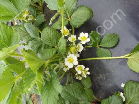 саженцы земляники садовой