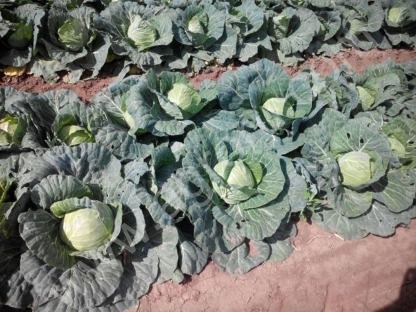 капусту молодую крупным оптом