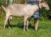 англо-нуб козу дойную