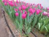 Тюльпаны оптом от производителя