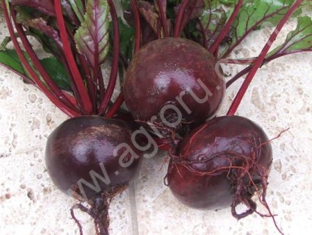 Свекла оптом