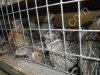 Перепела эстонские и техасские 5-ти недельные