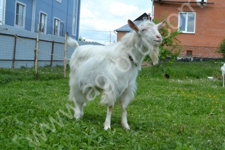 Зааненского козла