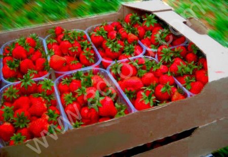 Тара под вишню