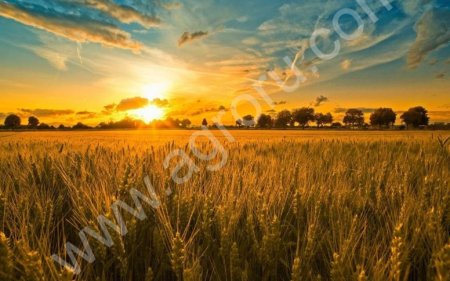 Рожь 1 класс