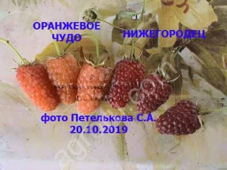 Саженцы малины, смородины, жимолости, крыжовника и др.