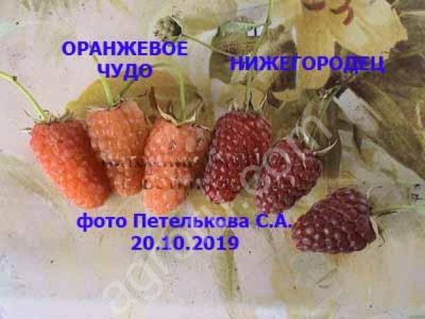 Саженцы малины, смородины, жимолости, крыжовника и др.