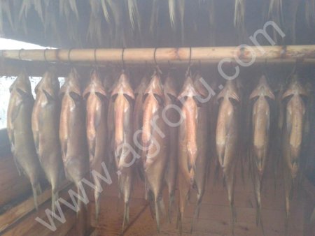 Цимлянская рыба