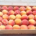 евро-тара для упаковки черешни и персика .