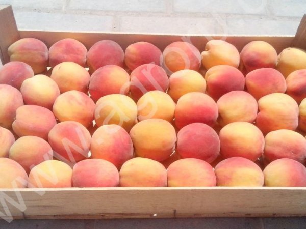 евро-тара для упаковки черешни и персика .