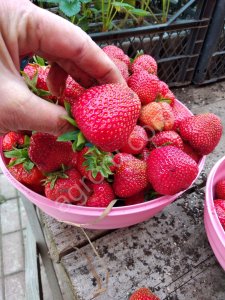 Рассада клубники сорт Брилла