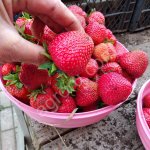 Рассада клубники сорт Брилла