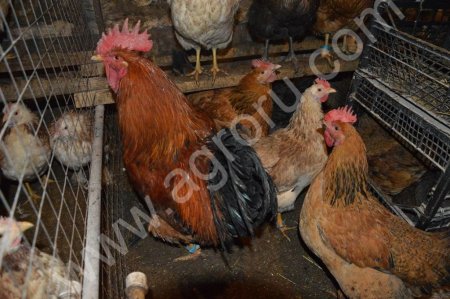 Инкубационное яйцо кур