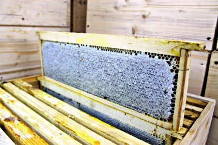 Сотовый мёд