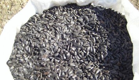 Подсолнечник масличный и калиброванный оптом от производителя