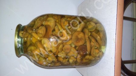 рыжики соленые, маринованные