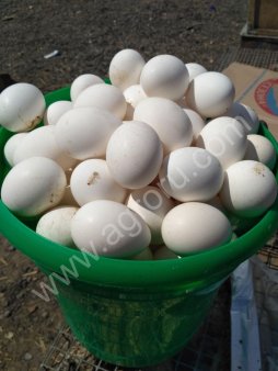 Эко Яйцо домашние куриные